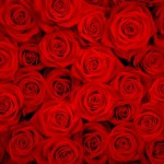 depositphotos_38838773-stock-photo-big-bunch-of-red-roses